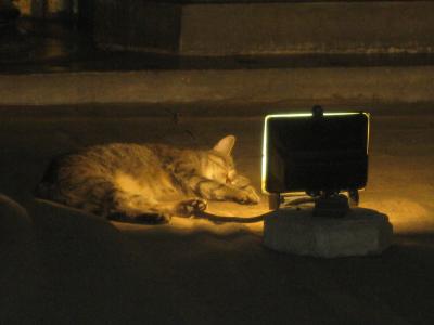 Ayasofya'da mihrap aydınlatmasının önünde yayılan kedi