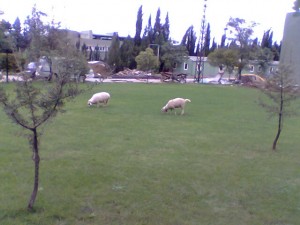 Tübitak yerleşkesinde otlanan koyunlar. (Ördekler de vardı da resim çekmek yassak!)